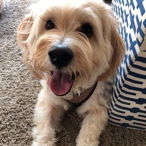 Meet your Posher, Casey